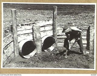 DUMPU, NEW GUINEA. 1943-12-21. NX48515 CORPORAL A. W. HARRISON OF NO. 4 PLATOON, 2/5TH AUSTRALIAN FIELD COMPANY, ROYAL AUSTRALIAN ENGINEERS, CLEANING SILT FROM A CULVERT BUILT BY THE UNIT