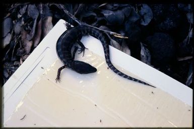 Skink caught in sticky trap