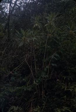 [Cyanea fissa from Kōkeʻe State Park, United States]