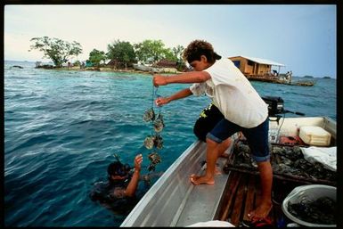 Pearl cultivation, Manihiki, Cook Islands
