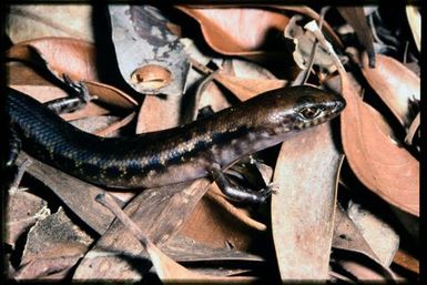 Skink sp.
