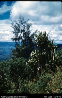 Vegetation above Korfena