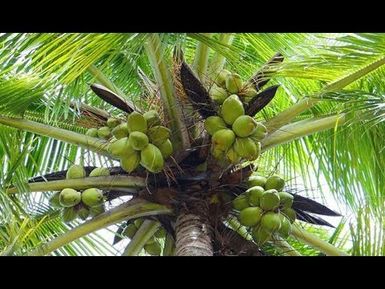 COCONUT TREE HUGGERS