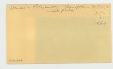 [Chenopodium in Hawaii, envelope IE26-277]