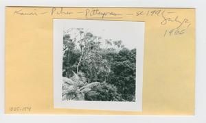[Pittosporum in Hawaii, IE25-154]