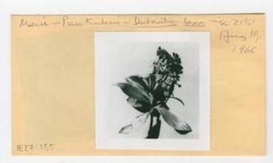 [Dubautia laxa in Hawaii, envelope IE27-155]