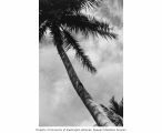Coconut tree on Japtan Island, summer 1964