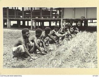 LAE, NEW GUINEA. 1944-03-25. A LINE OF NEW GUINEA NATIVES AT THE AUSTRALIAN NEW GUINEA ADMINISTRATIVE UNIT NATIVE COMPOUND PLANTING GRASS FOR LAWNS