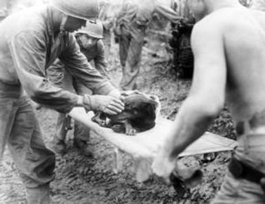 [Wounded Marine Corps Dog]