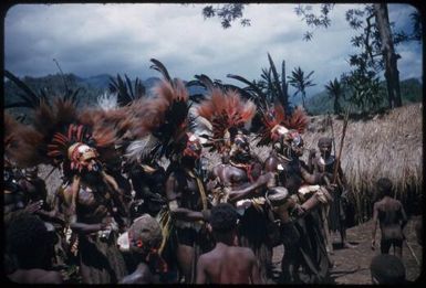 Dancing on the singsing ground: men in all their splendour (9) : The Tengerap Clan Singsing, Wahgi Valley, Papua New Guinea, 1954 / Terence and Margaret Spencer