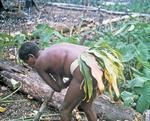 Toeia, woman replanting.