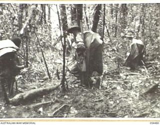 NEW GUINEA, 1943-07-20. JUNGLE TRACK BETWEEN SKINDEWAI AND BARARA STAGING CAMPS