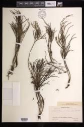 Psilotum nudum