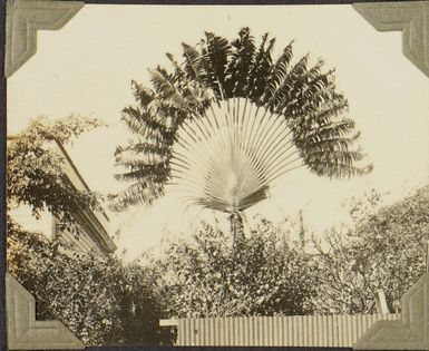 Palm tree in Suva?, 1928