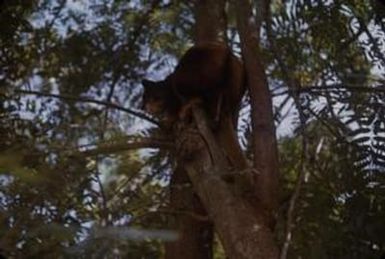 [Tree kangaroo, Papua New Guinea]