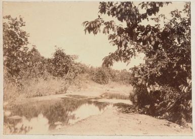 A stream and trees. From the album: Cook Islands