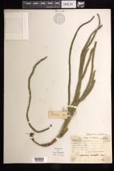 Phlegmariurus pulcherrimus
