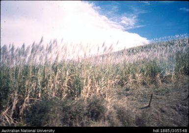 Drying cane, Viti Levu