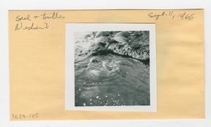 [Seal and turtles in Hawaii, envelope IE29-185]