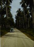 Coastal road, cutting thru a copra plantation, road surfaced with crushed coral, Aitape area, Oct 1961