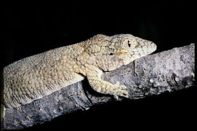 Eurydactylodes vieillardi