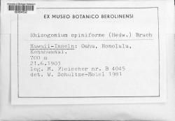 Rhizogonium spiniforme