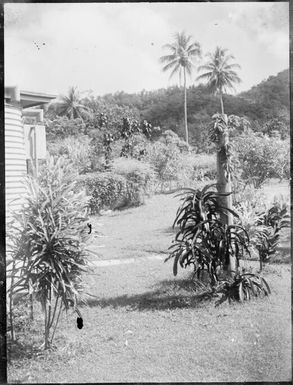 Two tall palms and the edge of a water tank in Chinnery's back yard, Malaguna Road, Rabaul, New Guinea, ca. 1935 / Sarah Chinnery