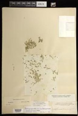 Lemna aequinoctialis