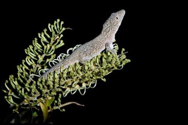 Eurydactylodes agricolae
