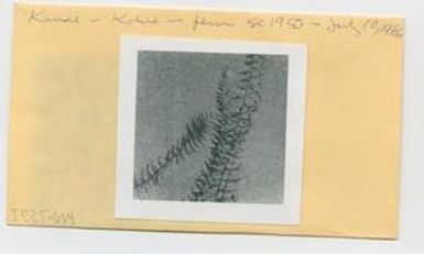 [Asplenium in Hawaii, envelope IE25-004]