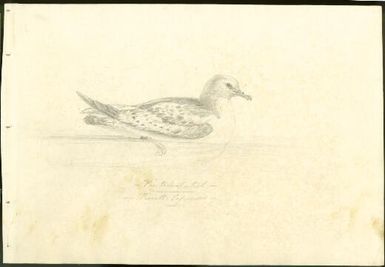 Pintado petrel, Procell. capensis [Frederick W. Beechey]