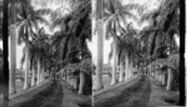 Avenue of Royal Palms in Queen's Hospital Grounds, Honolulu. Hawaiian Islands