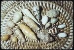 Cowries and other shells arranged in a basket