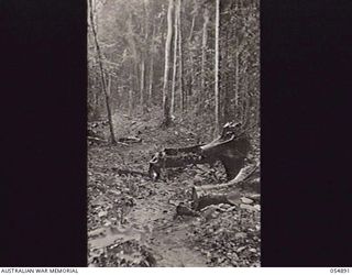 BULLDOG-WAU ROAD, NEW GUINEA, 1943-07-12. ROAD CLEARING THROUGH THE JUNGLE AT THE 15 MILE POINT IN HEAVY RAIN