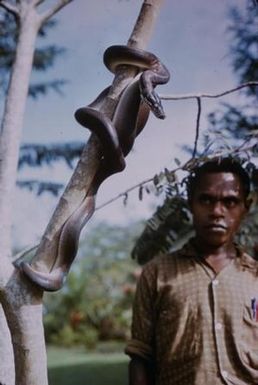 [Common grey python in Papua New Guinea]