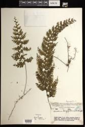 Hymenophyllum longifolium