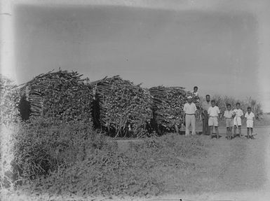 [Group of Pacific Islanders by cut sugar cane]