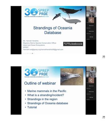 Strandings of Oceania database webinar