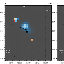 Image_1_Connectivity of Striped Marlin From the Central North Pacific Ocean.jpeg