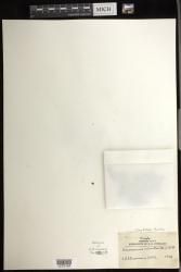 Crepidomanes minutum