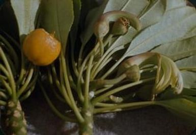 [Clermontia coerulea close-up from Greenwell Ranch, United States]
