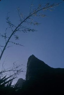 [Landscape of an unidentified plant and silhouette of a mountain on Kauai Island, United States]