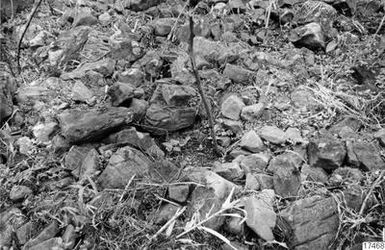 stone, grass, bamboo, photograph,