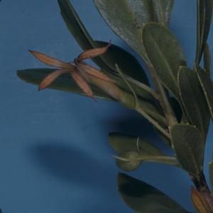 [Scaevola gaudichaudiana close-up from Waimea Canyon, United States]
