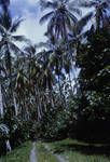 View of road at a coconut plantation, Bougainville