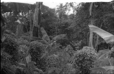 A garden (1) : Nissan Island, Papua New Guinea, 1960 / Terence and Margaret Spencer