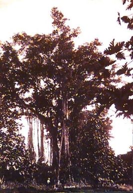 Banyan Tree