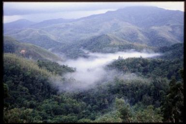 Evening mists over rainforest