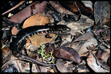 Skink sp.