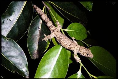 Eurydactylodes vieillardi